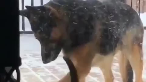 Dog And Cat Bonding