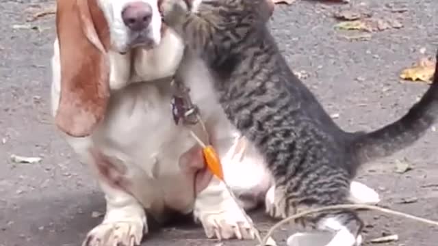 Funny friendship cat and dog love