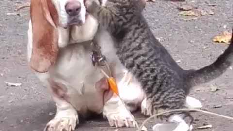 Funny friendship cat and dog love