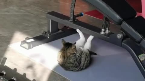 Cat goes to gym