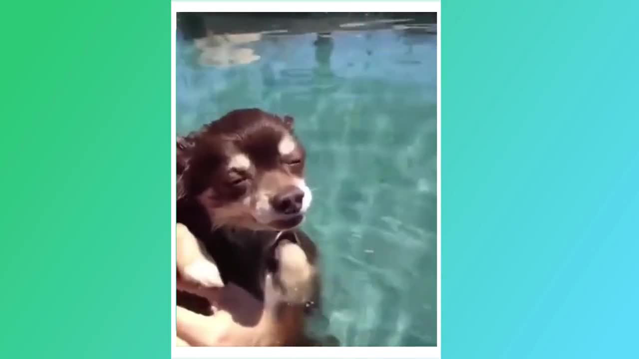 funny dog moments