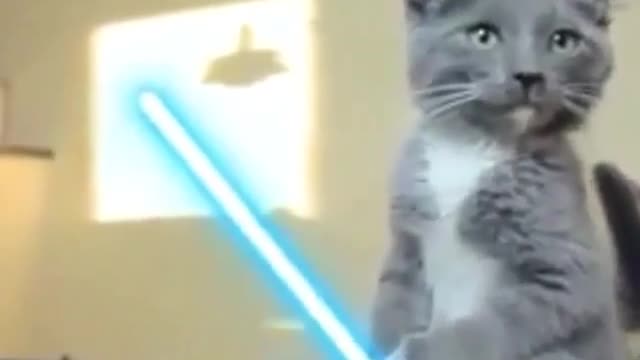 Star war cat fighe- cat funny video