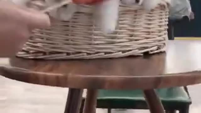 World Cute and Funny Pomeranian dog 🐕 Videos 2022 #Shorts#viral