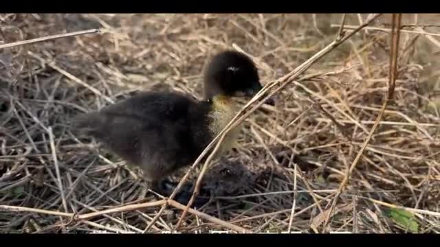 little black duck