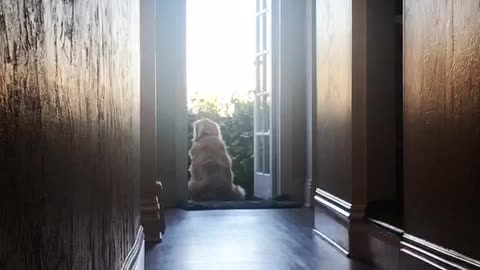 Golden retriever sitting outside door looking around