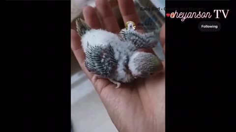 Cute Bird coming out from the shell