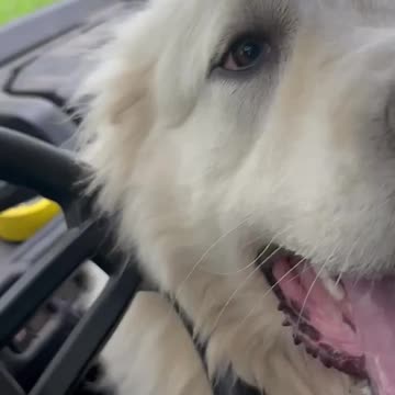 New Guardian dog making new friends on the farm