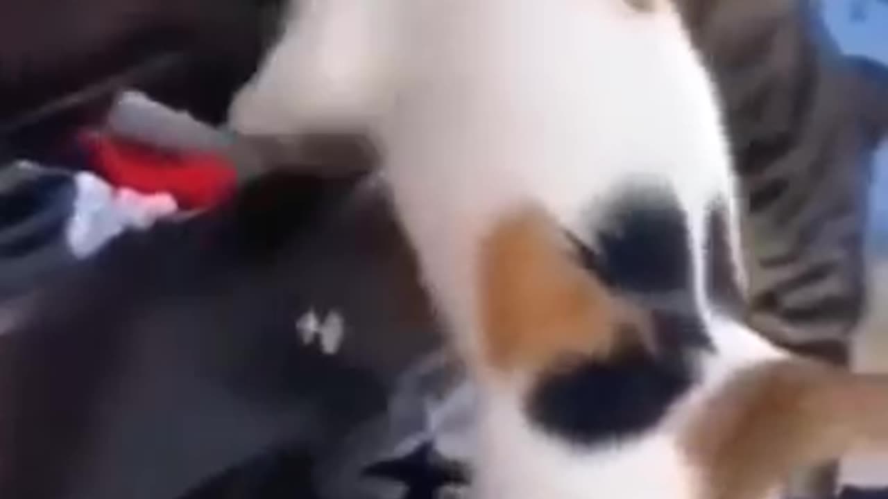 Cats Doing Cat Thing