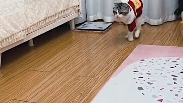 Lol a cat. Video.