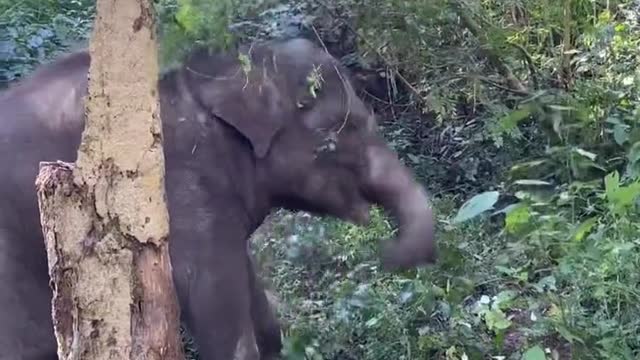 Baby elephant playing with branches