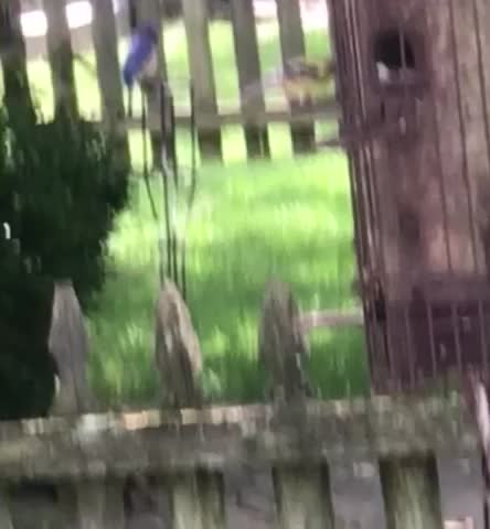 Gods wonderful colors thru the male bluebird and male finch