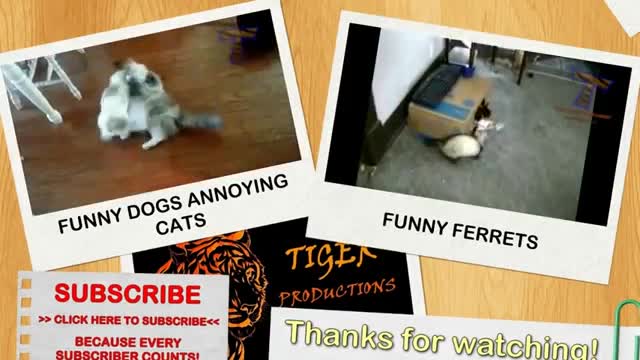 Little kittens meowing and talking -- Cute cat video