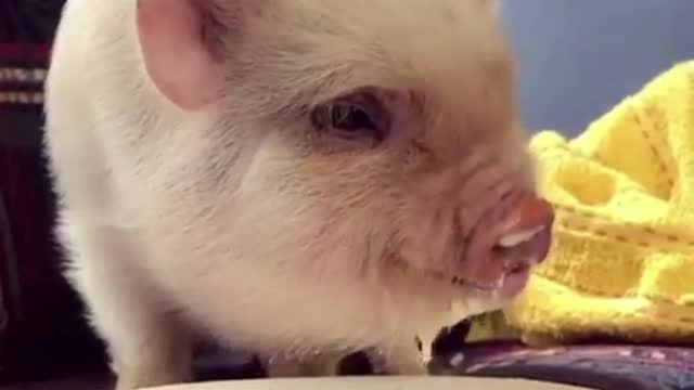 A cute pet pig