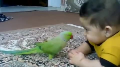 Parrot plays with bastards.