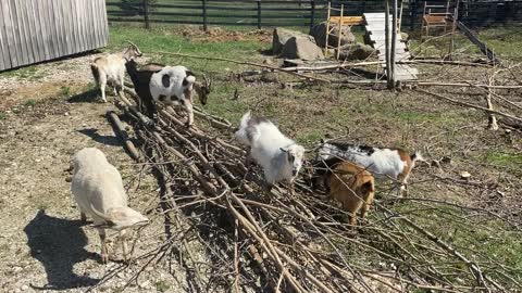 Eating More Aspens! 04.2020