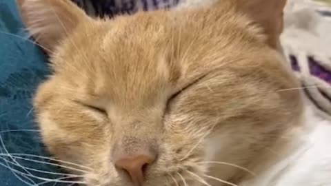 These anatomical features of cats
