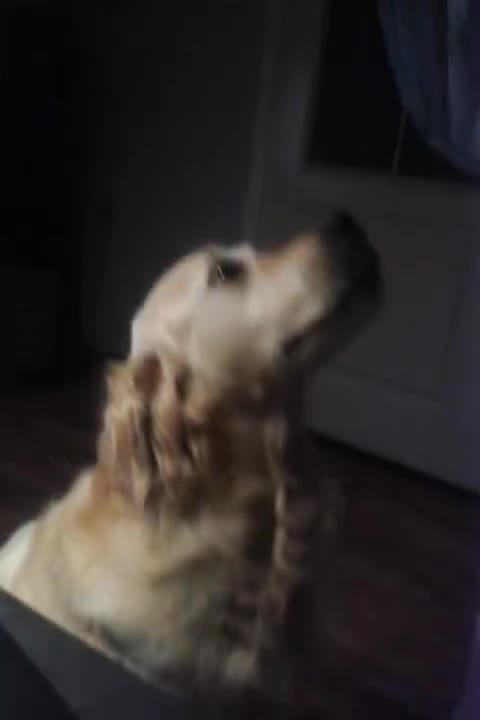 Golden retriever eating food in the air
