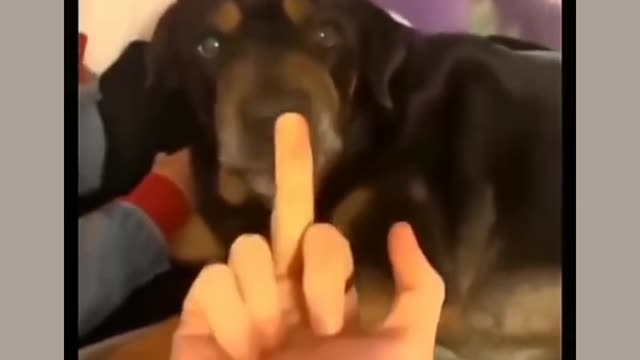 Rottweiler dog shocking reaction