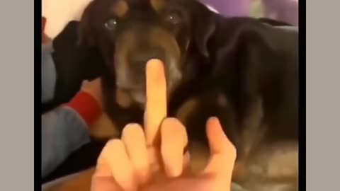 Rottweiler dog shocking reaction