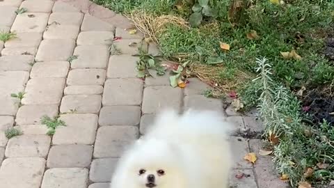 Dog gets jealous when i pet other dogs
