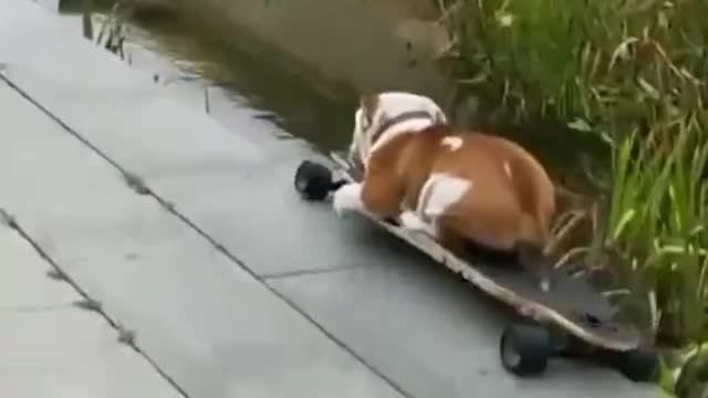 Funny Dog Skateboards into Water Pond