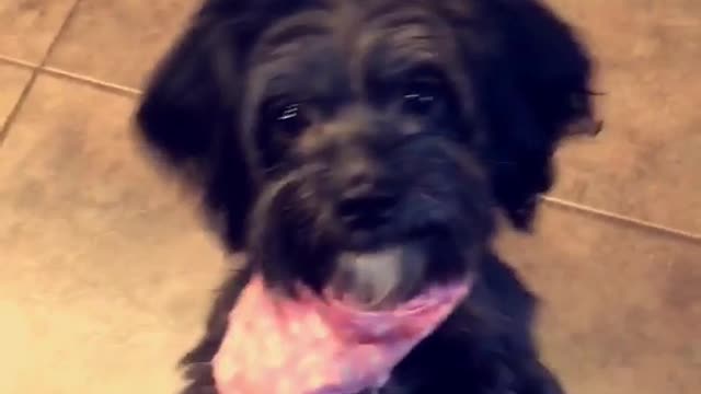 Small black dog with pink handkerchief stands on hind legs for treat