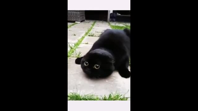 Funny cat break dance