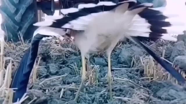 Bird save her egg