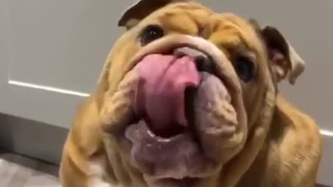 Funny dog