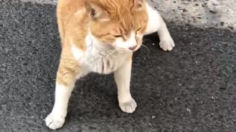 Street cute cat