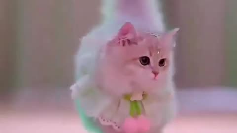 Funny Animal Videos 2024 Best Dogs And Cats Videos 😺😍 #523