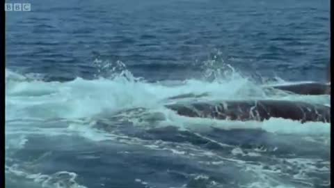 The Sperm Whale Prepares To Breed | Attenborough | Life of Mammals | BBC Earth