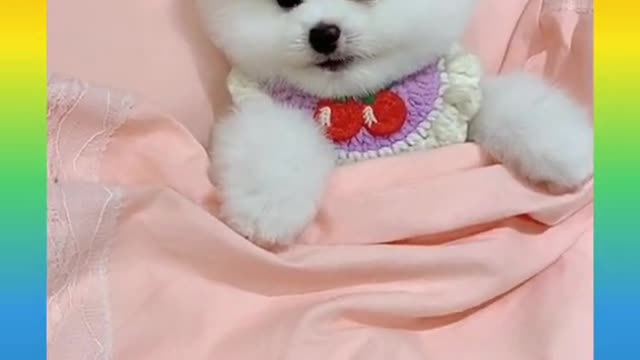 23 Funny and Cute Dog Video Compilation,🐕🐕