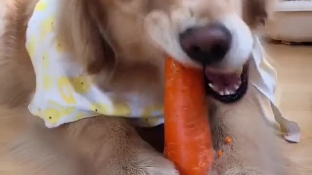 A pet dog that likes to eat carrots