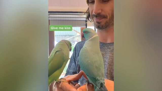 Lovely Small cute Parrots video