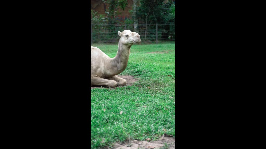 dromedary resting in the grass🐪