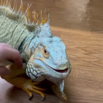 Episode #34 Biggest Lizard In World Viral Video