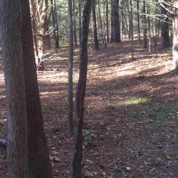 Got surprised by a buck coming