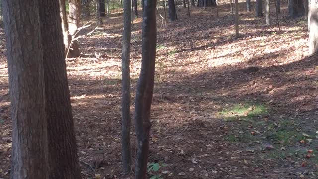 Got surprised by a buck coming