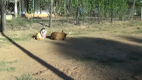 Fake Tiger & Dog pranks run happily.