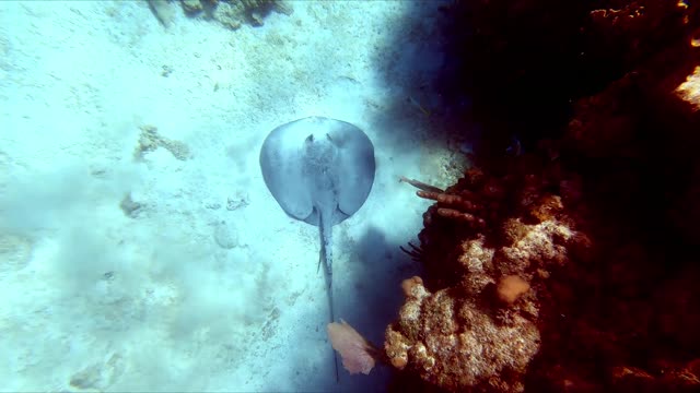 The Southern Stingray