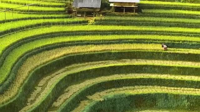 Beautiful Landscapes Terraced Fields in Mu Cang Chai of VIETNAM