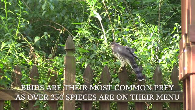 Wildlife Up Close: Hawk