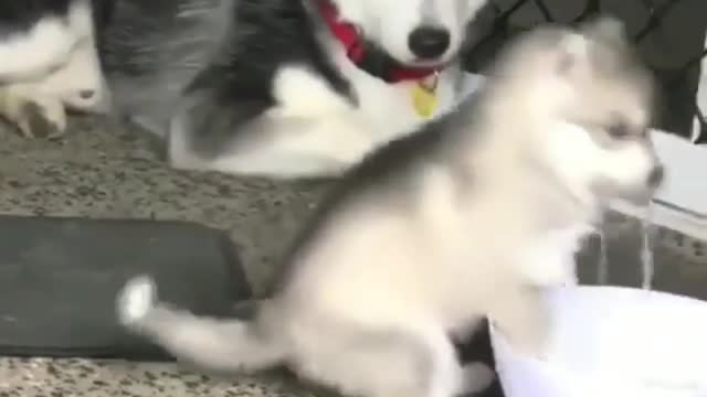 The dog ran so fast that it didn't stop and fell into the water basin