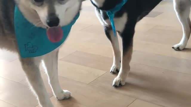 Two medium dogs with blue bandanas one ripped off