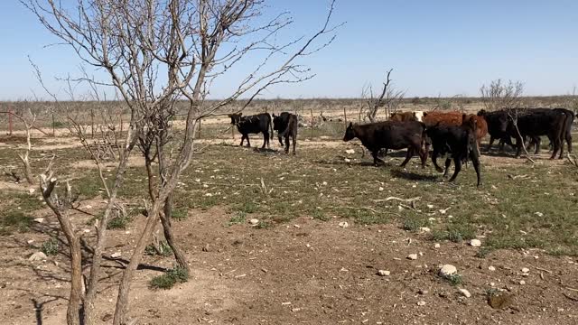 2396: 70- Young black/red pair/heavy bred.