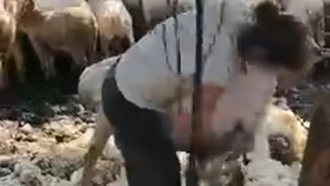 Sheep Shearing Worker's process of trimming the sheep's wool,cleanning the sheep Short