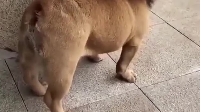 Bull Dog dressed as a Lion