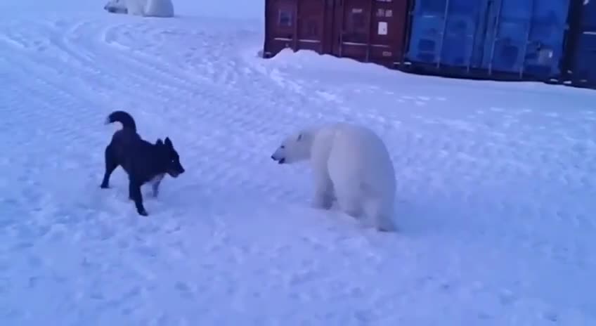 polar bear with huskey dog