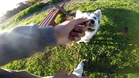 How To Train An "Excited" Dog To SIT.